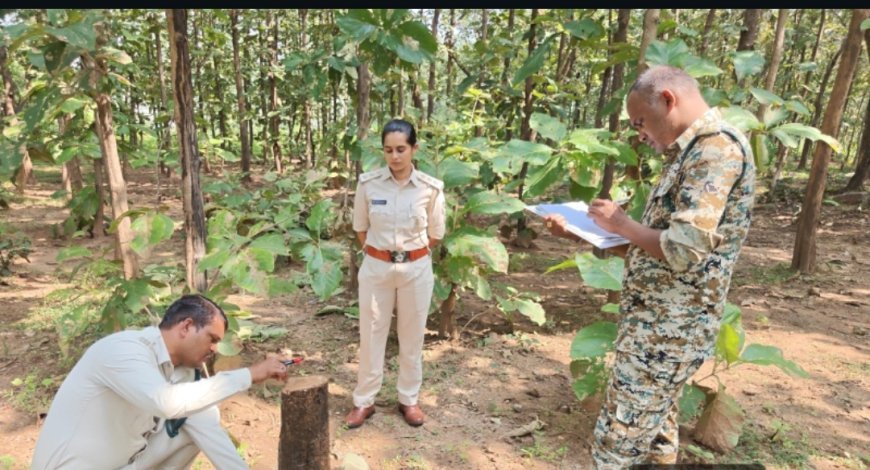 सरकारी सागौन प्लांटेशन से 21 पेड़ों की अवैध कटाई, वन विभाग ने आरोपी पर दर्ज किया मामला