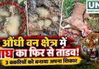 औंधी वन क्षेत्र में बाघ का हमला, बागडोंगरी-रेंगटोला के पास तीन बकरियों की मौत