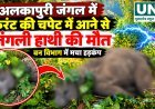अलकापुरी जंगल में करंट की चपेट में आया जंगली हाथी, मौत के बाद वन विभाग में मचा हड़कंप