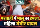 मरवाही में जंगली भालू का हमला, महिला गंभीर रूप से घायल; CHC में उपचार जारी