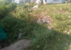 जुन्नारदेव-गुढ़ी अंबाड़ा में गाजर घास का बढ़ता प्रकोप, मच्छरों और वायरल फीवर से परेशान ग्रामीण