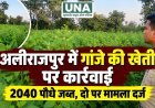 अलीराजपुर के छोटा इटारा में गांजे के 2040 पौधे जब्त, दो आरोपियों पर मामला दर्ज