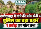 आलीराजपुर में अवैध गांजा खेती पर पुलिस की बड़ी कार्रवाई, दो खेतों से 2,040 पौधे जब्त, कीमत करीब 1 करोड़ रुपये