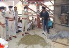 कबीरधाम पुलिस की बड़ी कार्रवाई: 5.10 करोड़ रुपये का 997 किलो से अधिक गांजा किया नष्ट