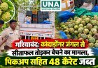 गरियाबंद: कांदाडोंगर जंगल से सीताफल तोड़कर बेचने का मामला, पिकअप सहित 48 कैरेट जब्त