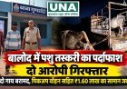बालोद में पशु तस्करी के आरोप में दो गिरफ्तार, महाराष्ट्र ले जाई जा रहीं दो गाय बरामद, पिकअप समेत 1.60 लाख का सामान जब्त