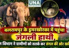 बलरामपुर के डूमरखोरका में पहुंचा जंगली हाथी, वन विभाग ने ग्रामीणों को सतर्क कर जंगल की ओर खदेड़ा
