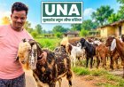 कवर्धा: सिरोही नस्ल के बकरे से बदली बृजलाल मेरावी की तकदीर, बकरी पालन से आय बढ़कर 70 हजार रुपये तक पहुंची