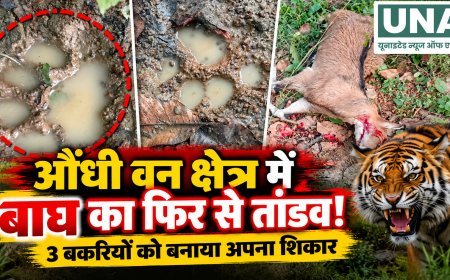औंधी वन क्षेत्र में बाघ का हमला, बागडोंगरी-रेंगटोला के पास तीन बकरियों की मौत