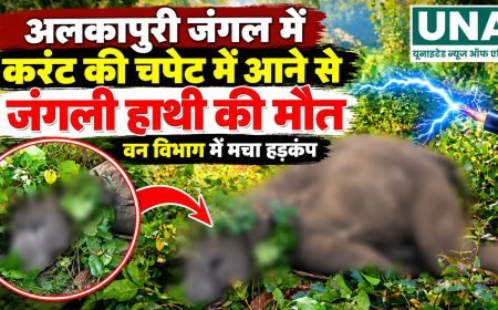 अलकापुरी जंगल में करंट की चपेट में आया जंगली हाथी, मौत के बाद वन विभाग में मचा हड़कंप