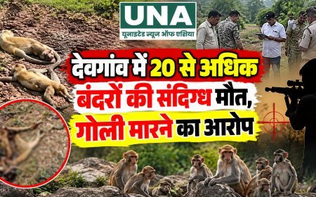 देवगांव में 20 से अधिक बंदरों की संदिग्ध मौत, गोली मारने का आरोप