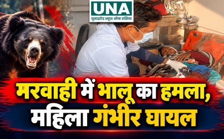 मरवाही में जंगली भालू का हमला, महिला गंभीर रूप से घायल; CHC में उपचार जारी