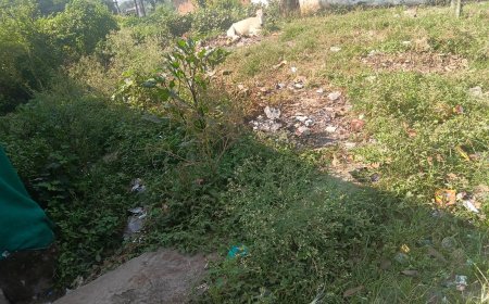 जुन्नारदेव-गुढ़ी अंबाड़ा में गाजर घास का बढ़ता प्रकोप, मच्छरों और वायरल फीवर से परेशान ग्रामीण