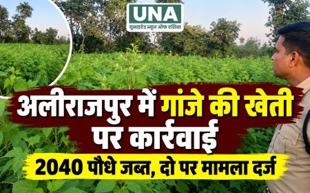 अलीराजपुर के छोटा इटारा में गांजे के 2040 पौधे जब्त, दो आरोपियों पर मामला दर्ज