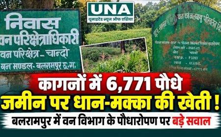 बलरामपुर: वन विभाग के पौधारोपण पर उठे सवाल, कागजों में 6,771 पौधे, जमीन पर धान-मक्का की खेती