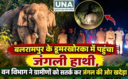 बलरामपुर के डूमरखोरका में पहुंचा जंगली हाथी, वन विभाग ने ग्रामीणों को सतर्क कर जंगल की ओर खदेड़ा