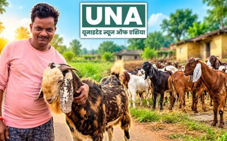 कवर्धा: सिरोही नस्ल के बकरे से बदली बृजलाल मेरावी की तकदीर, बकरी पालन से आय बढ़कर 70 हजार रुपये तक पहुंची