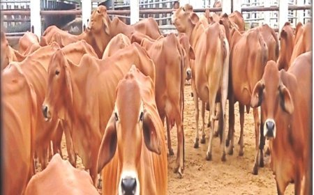 दुर्ग में 30 अक्टूबर को साहीवाल पशुओं की नीलामी, पशुपालक और किसान ले सकेंगे भाग
