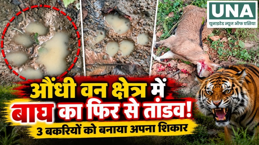 औंधी वन क्षेत्र में बाघ का हमला, बागडोंगरी-रेंगटोला के पास तीन बकरियों की मौत