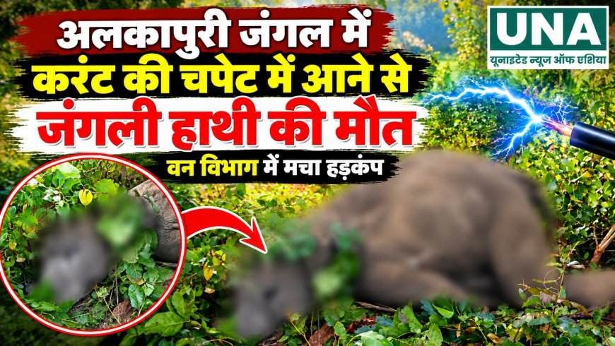 अलकापुरी जंगल में करंट की चपेट में आया जंगली हाथी, मौत के बाद वन विभाग में मचा हड़कंप