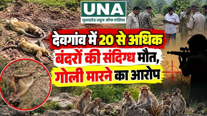 देवगांव में 20 से अधिक बंदरों की संदिग्ध मौत, गोली मारने का आरोप