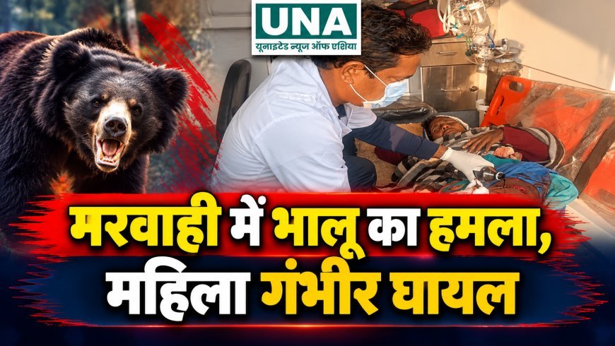 मरवाही में जंगली भालू का हमला, महिला गंभीर रूप से घायल; CHC में उपचार जारी