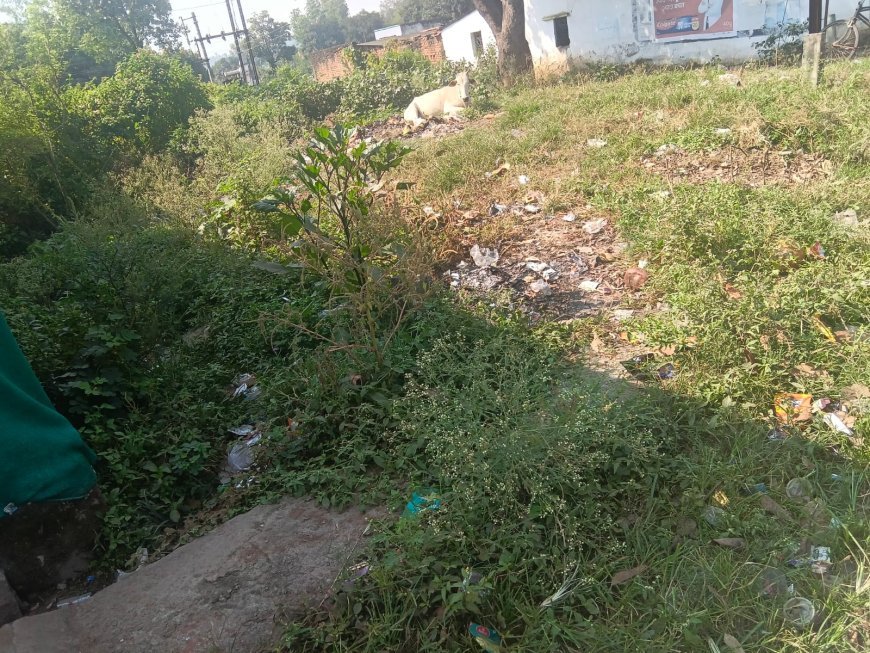 जुन्नारदेव-गुढ़ी अंबाड़ा में गाजर घास का बढ़ता प्रकोप, मच्छरों और वायरल फीवर से परेशान ग्रामीण