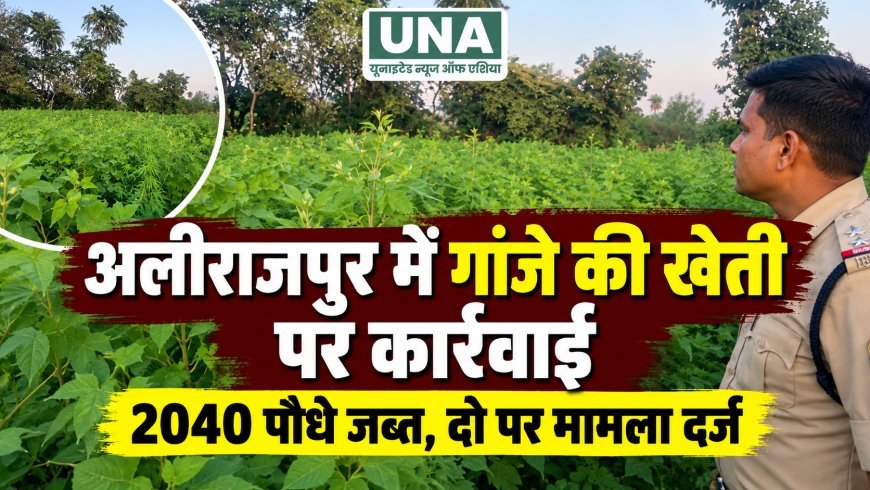 अलीराजपुर के छोटा इटारा में गांजे के 2040 पौधे जब्त, दो आरोपियों पर मामला दर्ज