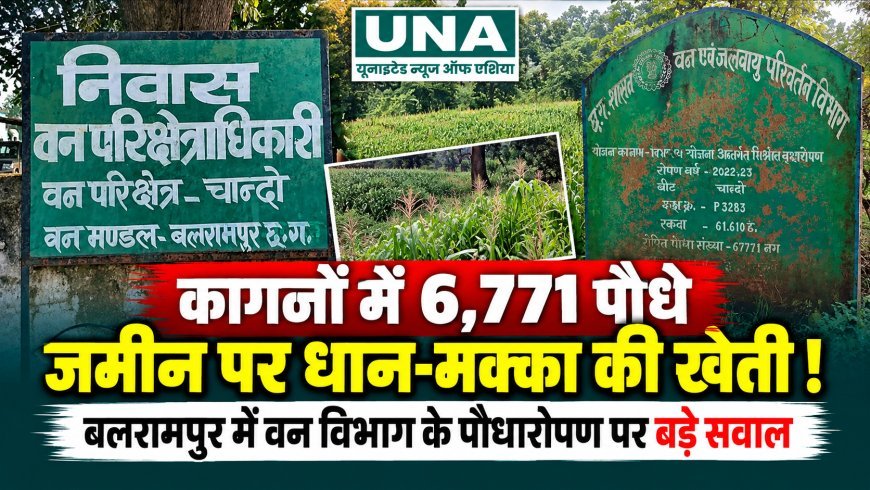 बलरामपुर: वन विभाग के पौधारोपण पर उठे सवाल, कागजों में 6,771 पौधे, जमीन पर धान-मक्का की खेती