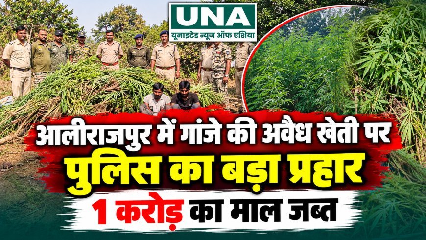 आलीराजपुर में अवैध गांजा खेती पर पुलिस की बड़ी कार्रवाई, दो खेतों से 2,040 पौधे जब्त, कीमत करीब 1 करोड़ रुपये