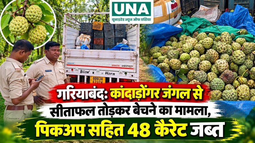गरियाबंद: कांदाडोंगर जंगल से सीताफल तोड़कर बेचने का मामला, पिकअप सहित 48 कैरेट जब्त