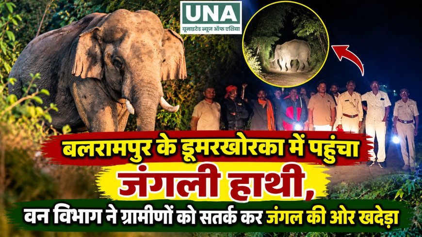 बलरामपुर के डूमरखोरका में पहुंचा जंगली हाथी, वन विभाग ने ग्रामीणों को सतर्क कर जंगल की ओर खदेड़ा