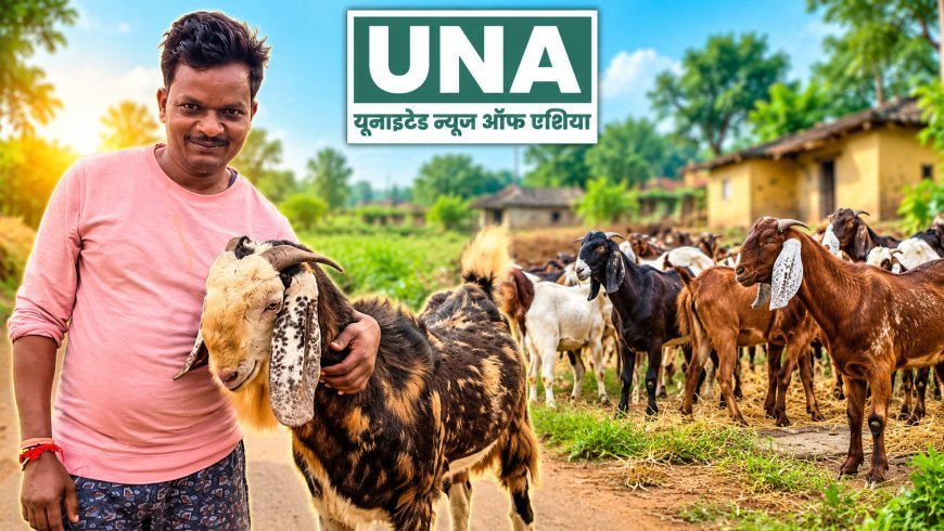 कवर्धा: सिरोही नस्ल के बकरे से बदली बृजलाल मेरावी की तकदीर, बकरी पालन से आय बढ़कर 70 हजार रुपये तक पहुंची