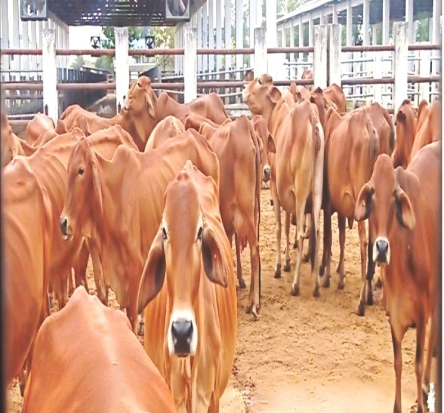 दुर्ग में 30 अक्टूबर को साहीवाल पशुओं की नीलामी, पशुपालक और किसान ले सकेंगे भाग